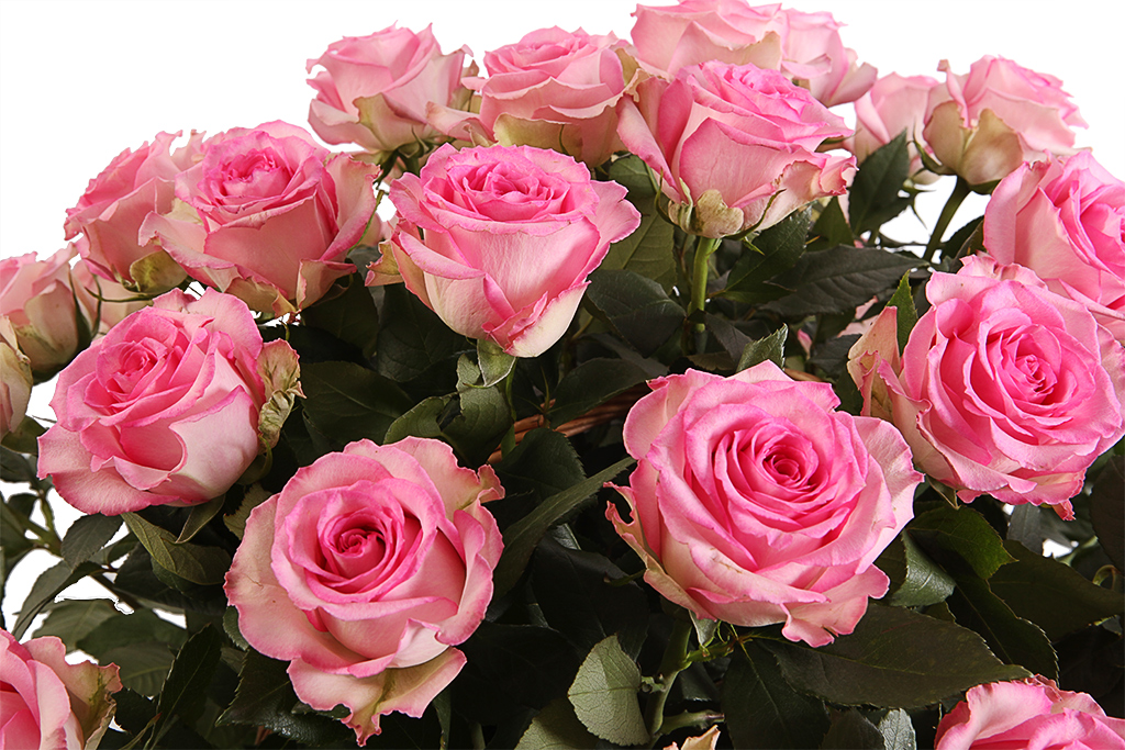 Букет купить букет 51 роза свит юник в корзине с доставкой по Москве