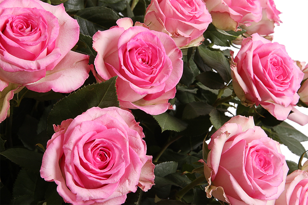 Букет купить букет 101 роза свит юник в корзине с доставкой по Москве|  FlowerGett
