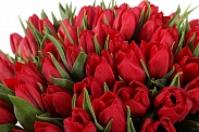 Букет 101 тюльпан, красные