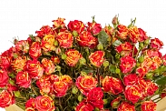 Букет 15 кустовых роз Фаер Флеш