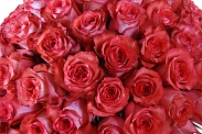 Букет 101 роза Игуана в шляпной коробке