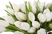 Букет 101 тюльпан, белые