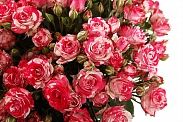 Букет 15 кустовых роз Фаер воркс