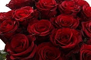 Букет 17 роз Ред Париж