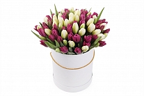Букет 101 королевский тюльпан в белой шляпной коробке, бело-пурпурный микс