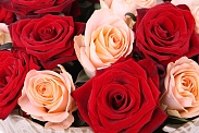 Букет 25 роз, красно-кремовый микс