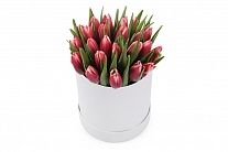 Букет 25 королевских тюльпанов в белой шляпной коробке, алые