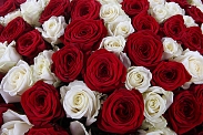 Букет 201 роза красно-белый микс