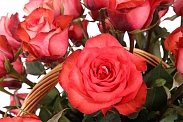 Букет 51 роза Игуана в корзине