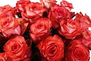Букет 25 роз Игуана в шляпной коробке