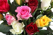 Букет из 25 роз Цвет радуги