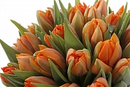 Букет 25 тюльпанов в белой шляпной коробке, оранжевые