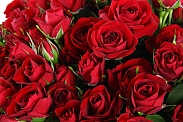 Букет 15 кустовых роз Мирабель