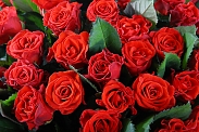 Букет 101 красная роза, 50 см