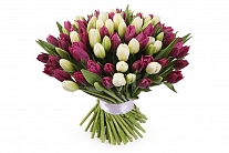 Букет 101 королевский тюльпан, бело-пурпурный микс