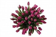 Букет 51 королевский тюльпан в лиловой шляпной коробке, пурпурные