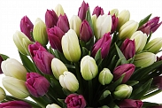Букет 51 королевский тюльпан, бело-пурпурный микс