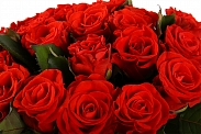 Букет 21 красная роза, 50 см