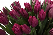 Букет 51 королевский тюльпан, пурпурные