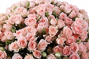 Букет 101 кустовая роза Свит Сара