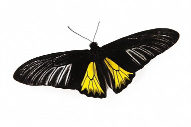 Живая бабочка Тройдес