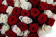 Букет 101 роза красно-белый микс