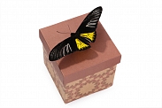 Живая бабочка Тройдес