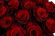 Букет из 25 красных роз Ред Париж