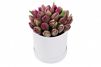 Букет 25 королевских тюльпанов в шляпной коробке, пурпурные