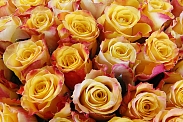 Букет 101 роза Мари Клер