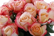 Букет 25 роз Кабаре