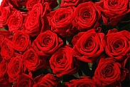 Букет 251 красная роза в корзине