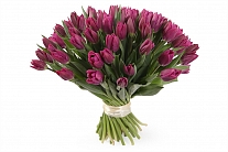 Букет 51 королевский тюльпан, пурпурные