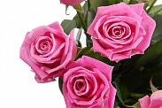 Букет 15 роз Аква