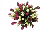 Букет 51 королевский тюльпан, бело-пурпурный микс